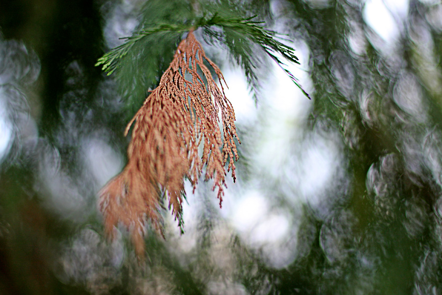 Фото жизнь - natia apkhaidze - Plants & Flowers - spruce