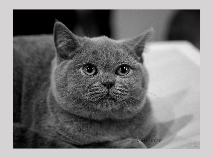 Фото жизнь (light) - Наталья Кузнецова - домашние животные - О кошках... и их любимцах...