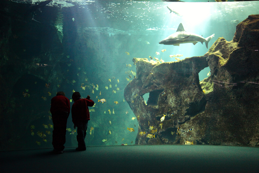 Фото жизнь - evmenenko - France - aquarium