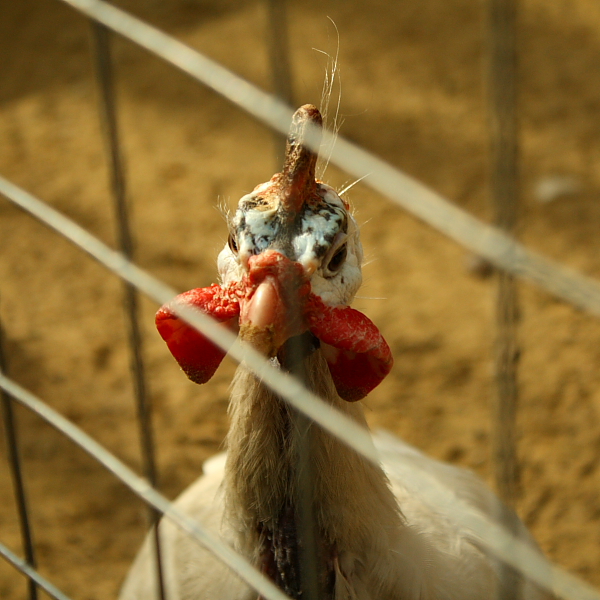 Фото жизнь (light) - Iskra-che - animals - **