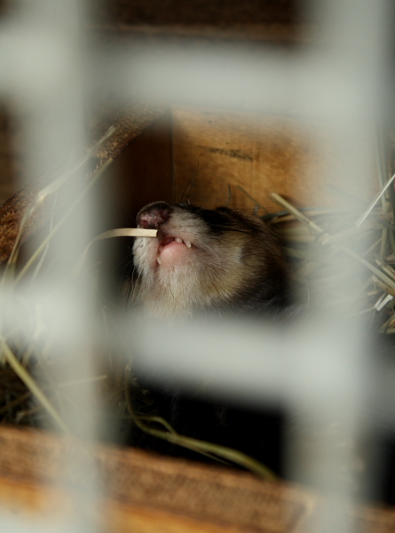 Фото жизнь (light) - Iskra-che - animals - **