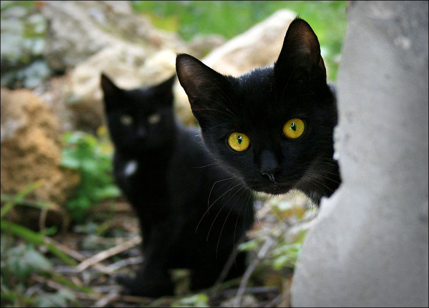 Фото жизнь - Анатолий Винник - В мире животных - Жил да был за углом чёрный кот (две штуки)... :)