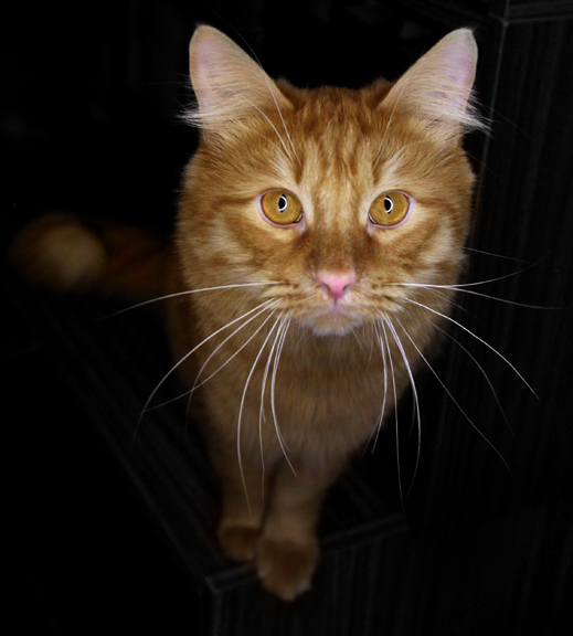 Фото жизнь (light) - Leo-Leon - корневой каталог - Мой чеширский кот