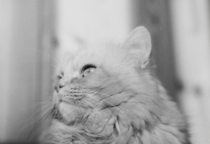 Фото жизнь (light) - SchizoiD - Animals - портрет кота