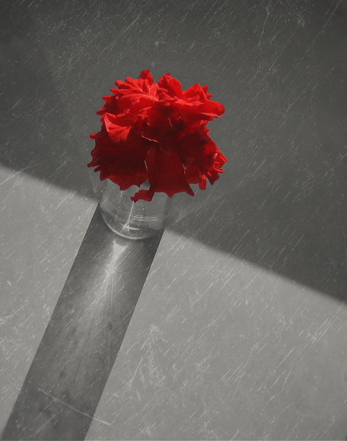 Фото жизнь (light) - svtssv - натюрморт - *