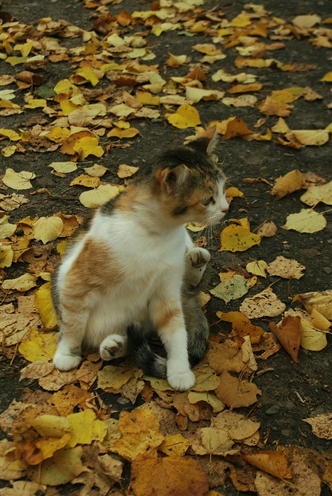Фото жизнь
