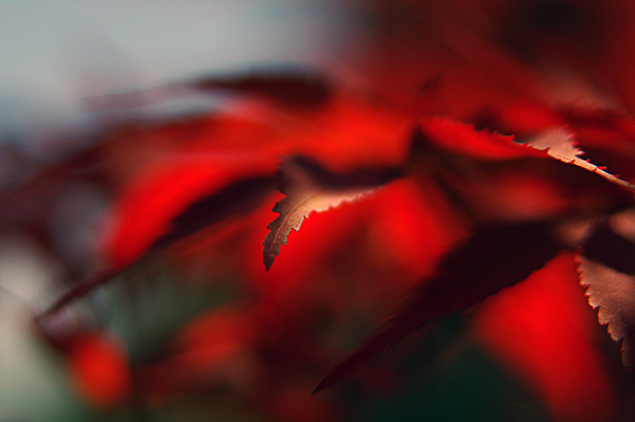 Фото жизнь (light) - Gela Ghatchava - Nature - leaves