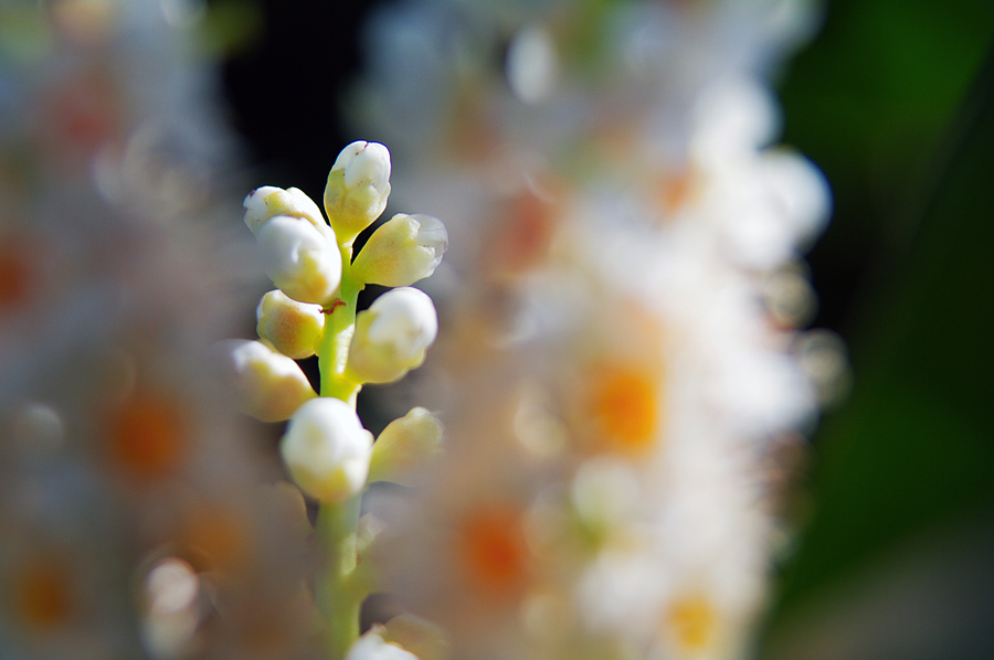 Фото жизнь (light) - Gela Ghatchava - Nature - -----