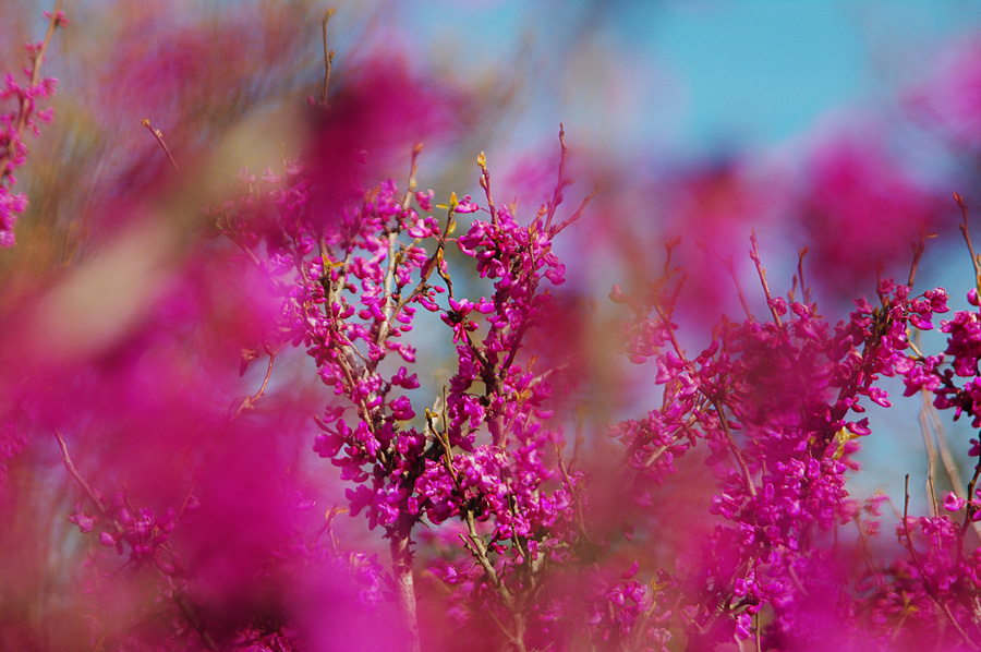 Фото жизнь (light) - Gela Ghatchava - Nature - -----