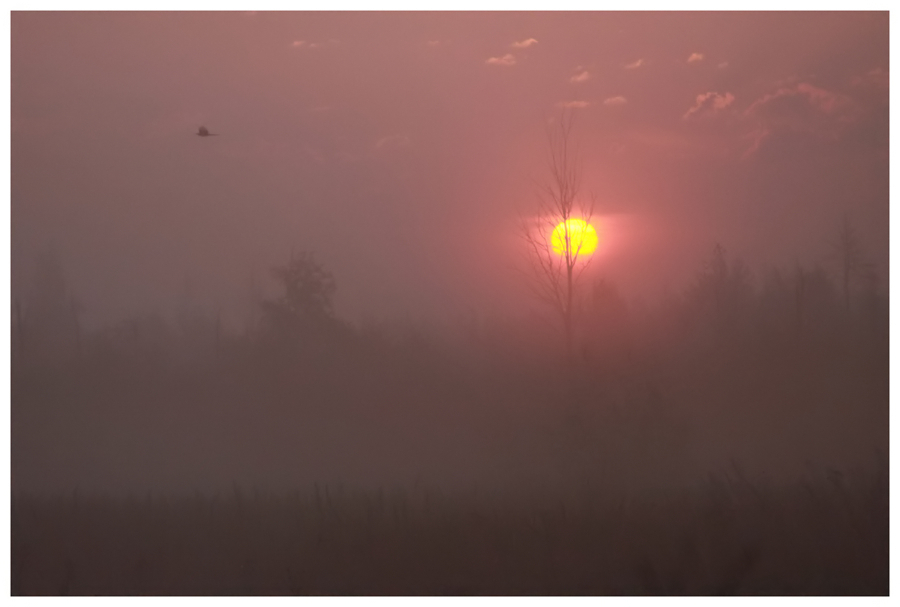 Фото жизнь (light) - walentin - корневой каталог - Утро на болоте-2