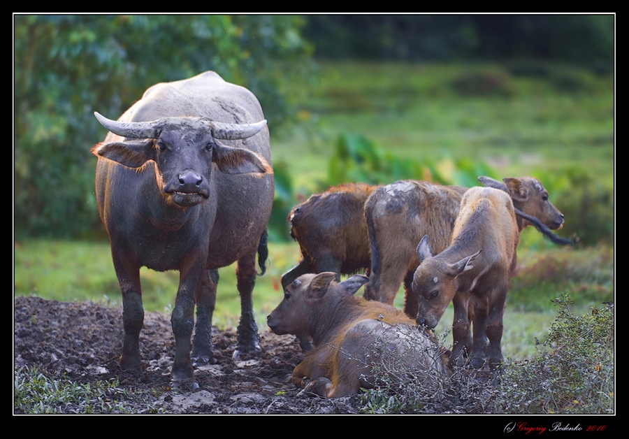 # Водяные буйволы острова Лангкави # из серии...