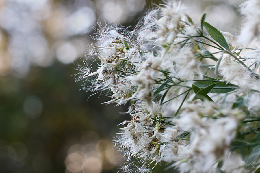 Фото жизнь (light) - natia apkhaidze - Plants & Flowers - ----