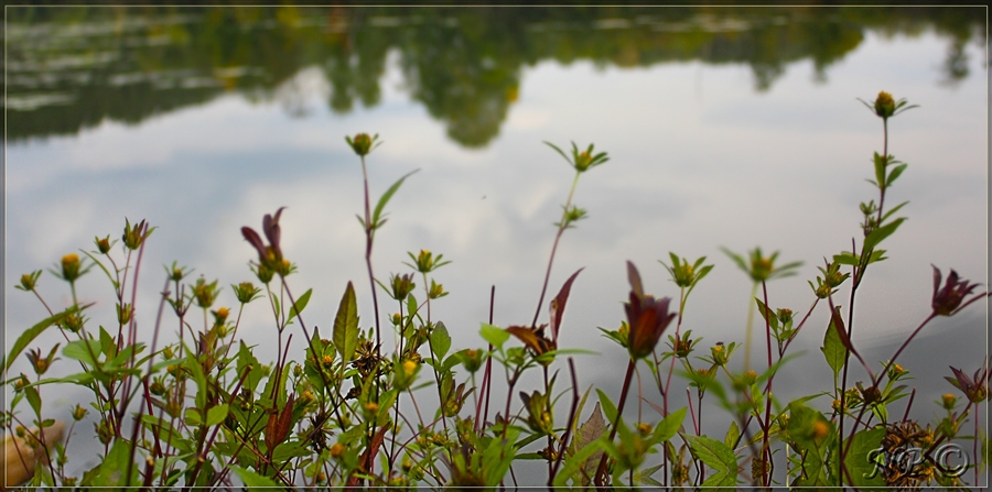 Травы, травы...
