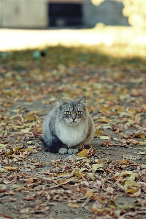Фото жизнь