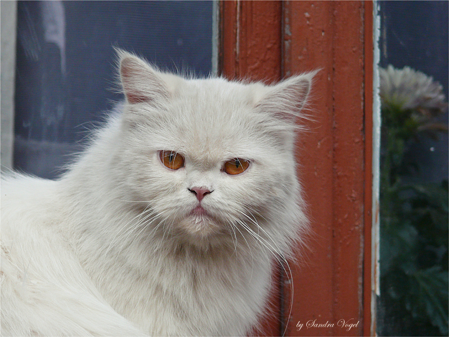 Фото жизнь (light) - dark-angel - Animals - Суровый