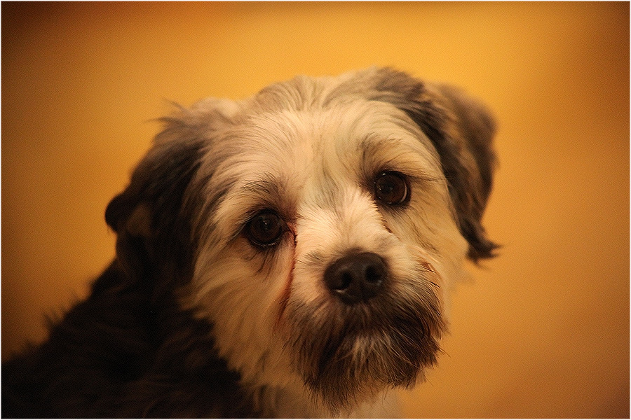 Фото жизнь (light) - Valtteri Mulkahainen - корневой каталог - В ожидании хозяйки ...