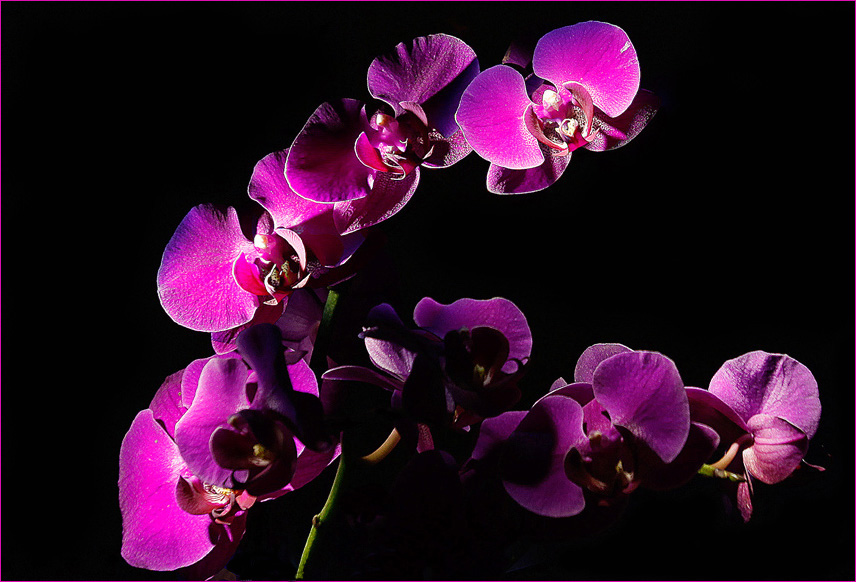 Фото жизнь (light) - Hilt - Орхидеи - КР