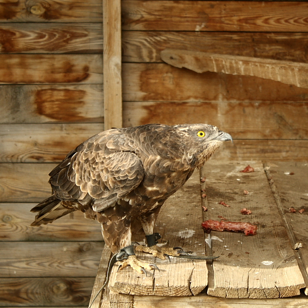 Фото жизнь (light) - Iskra-che - animals - **