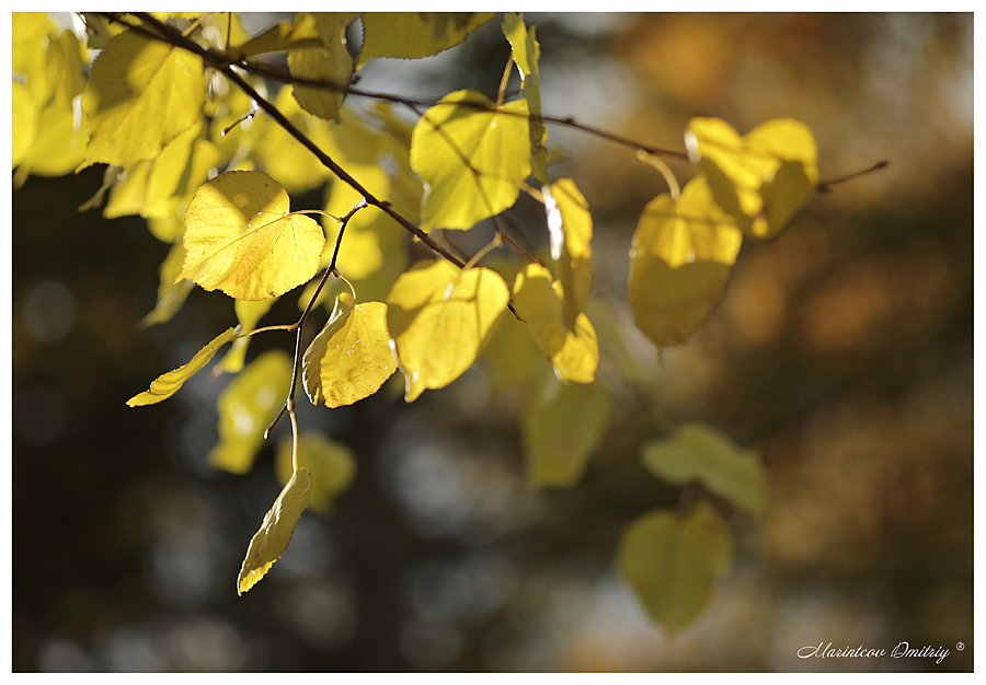 Фото жизнь (light) - DimbIch - Природа - Осеннее настроение...