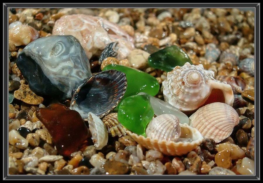 Фото жизнь (light) - Чепленко Алексей - Фото альбом - Ракушки - Макро натюрморт 2