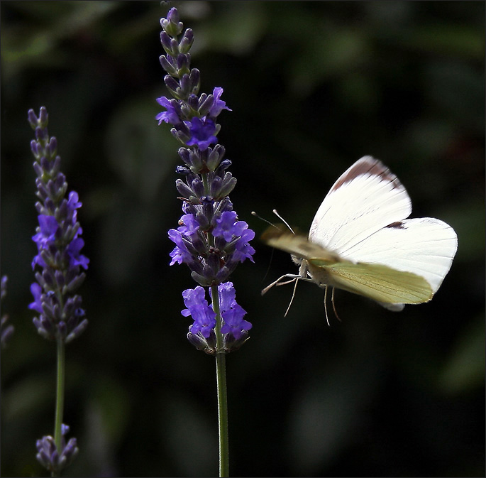 Фото жизнь (light) - Alora - корневой каталог - Полет бабочки