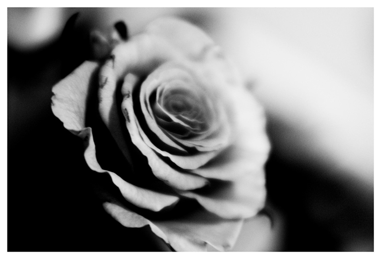 Фото жизнь (light) - Oksya - Цветы (B&W) - Rose