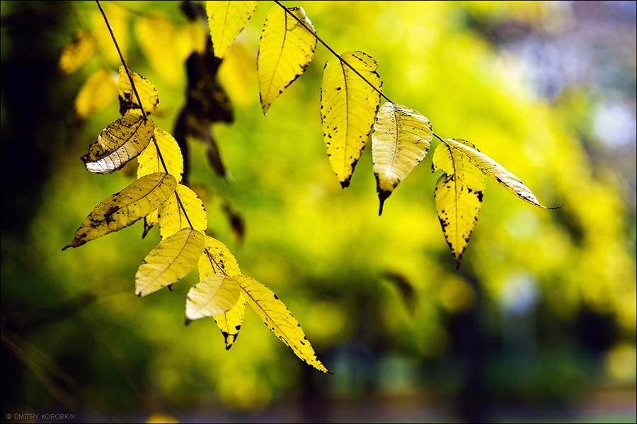Autumn...