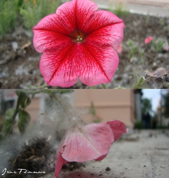 Фото жизнь (light) - -Filimonowa- - корневой каталог - ммммммур*_*