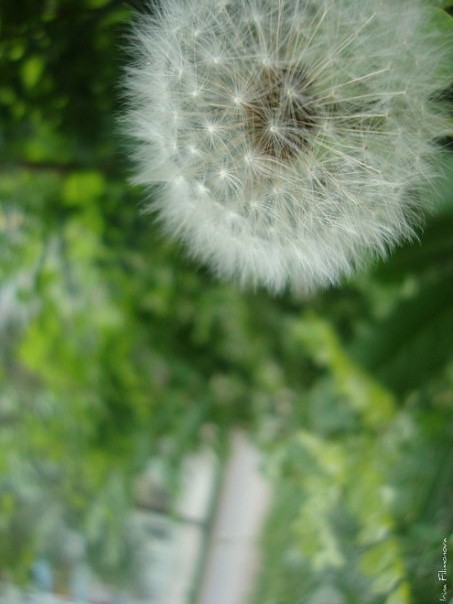 Фото жизнь (light) - -Filimonowa- - корневой каталог - 1