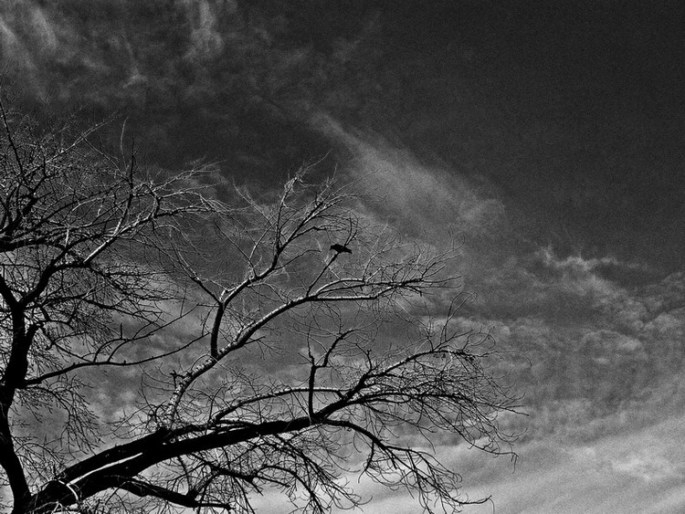 Фото жизнь (light) - SunAngel - корневой каталог - черный ворон