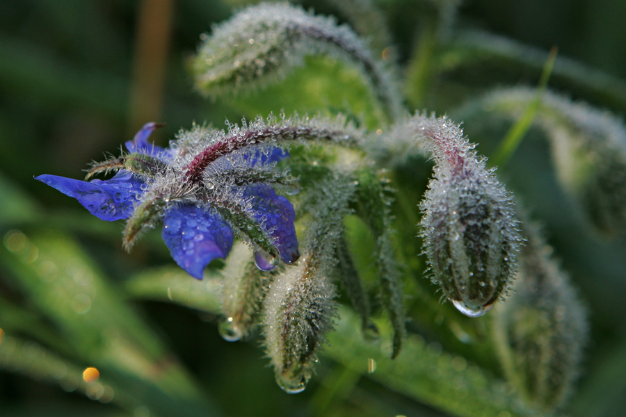 Фото жизнь (light) - Карташев Александр - Цветы да травы - роса