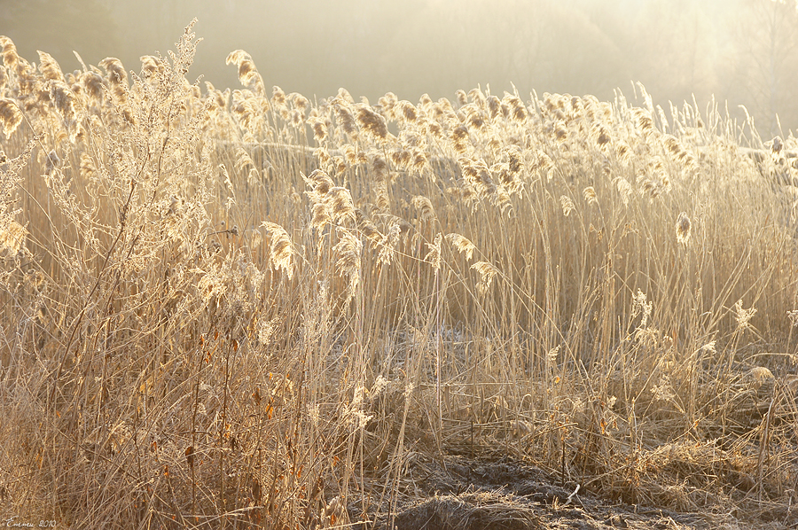 Фото жизнь (light) - emunilkin - природа - трава