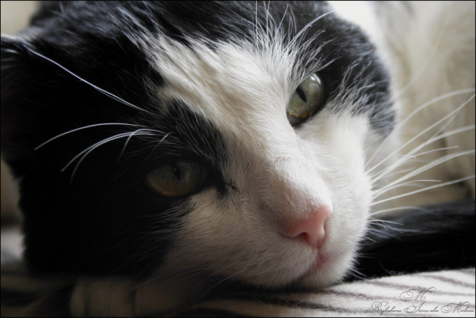 Фото жизнь (light) - Malena - ЖИВНОСТЬ - ...котец...