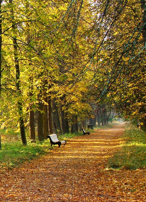 Фото жизнь (light) - yanus - корневой каталог - Осенний парк