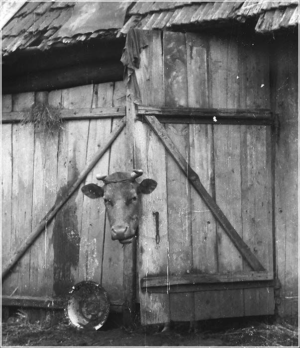 Фото жизнь - Ромуальд - Звереныши - Старинная корова