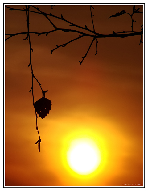 Фото жизнь (light) - Малиновский Максим - корневой каталог - Солнце и лист