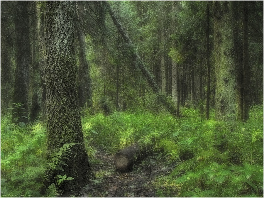 Фото жизнь (light) - andreanto - Природа, пейзаж - В лесу...