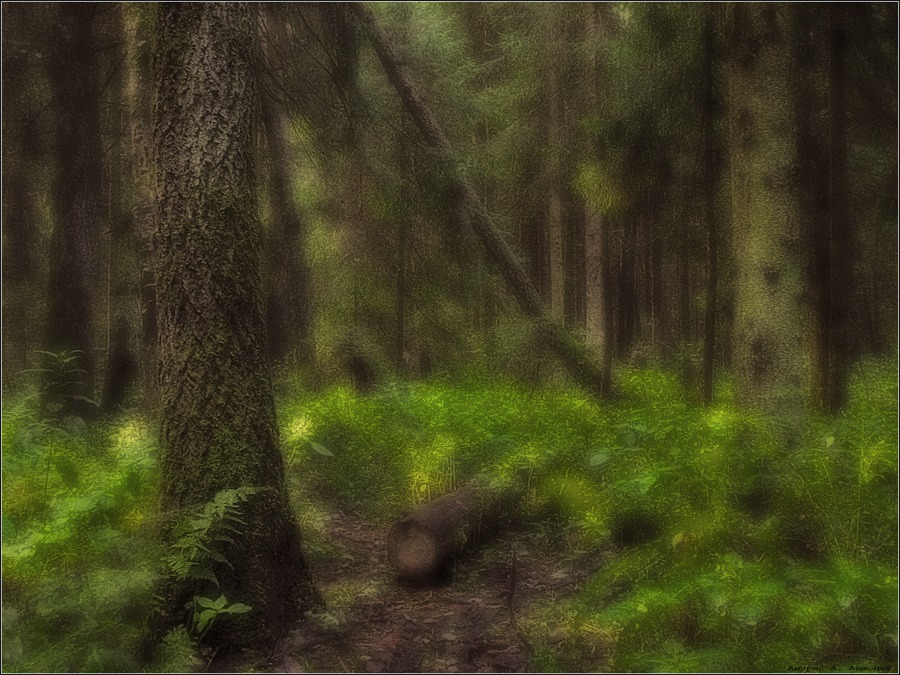Фото жизнь (light) - andreanto - Природа, пейзаж - В лесу...