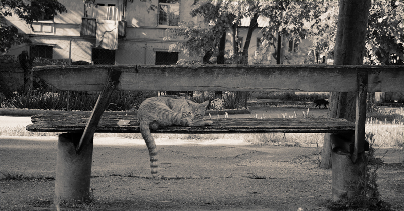 Фото жизнь (light) - andrey  - котофоты - кот с яицами