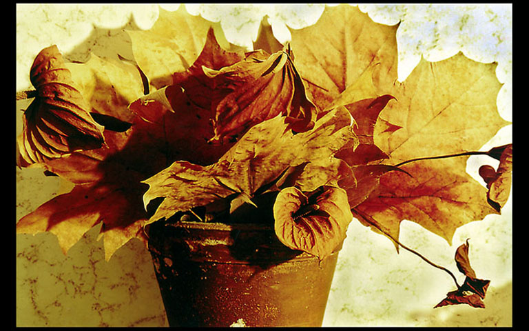 Фото жизнь (light) - patronov_net - корневой каталог - Осенний натюрморт