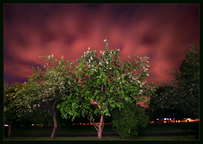 Фото жизнь (light) - Светлана Бескровная - ночная и вечерняя съемка - Подвенечный убор не снимали яблони ночью..