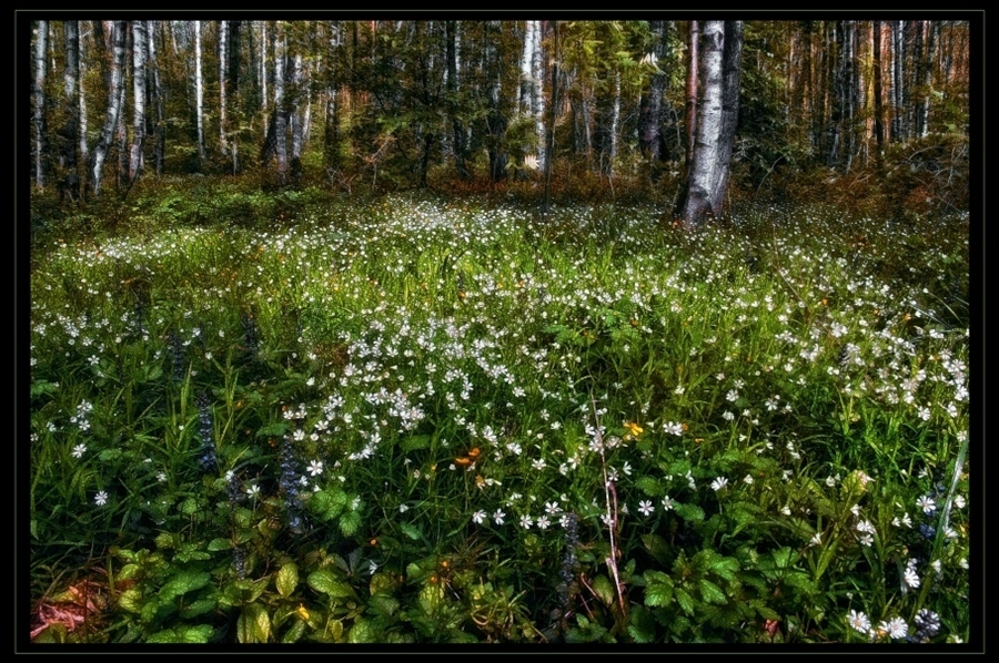 Фото жизнь