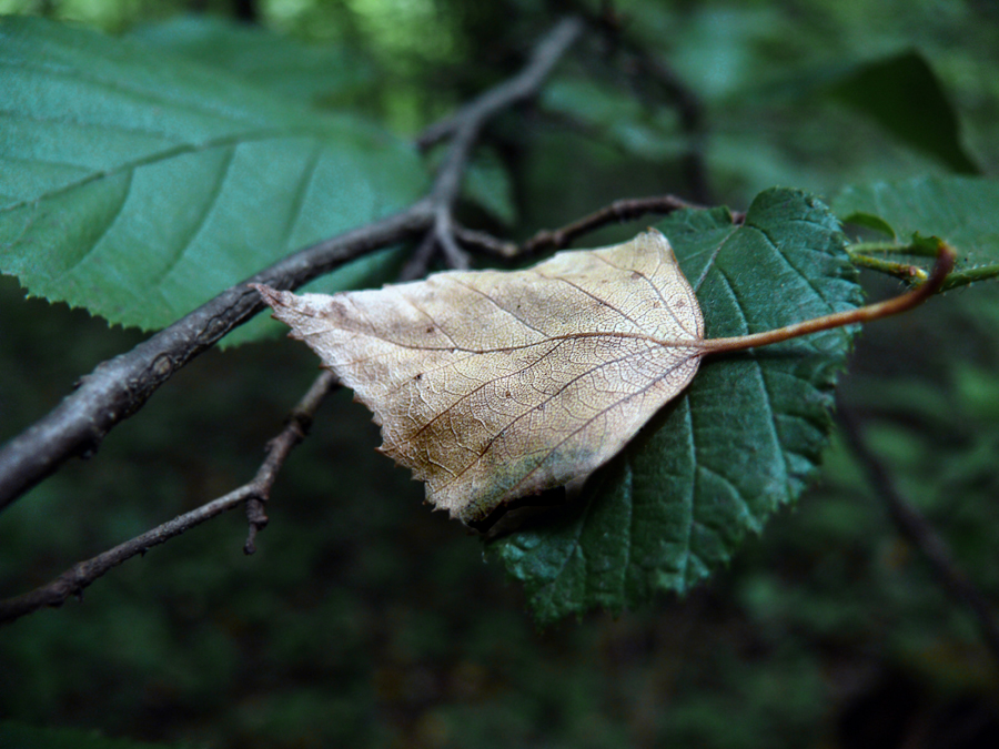 Фото жизнь (light) - smanyshev - Жанр - Старость.