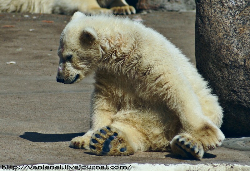 Фото жизнь - Vanienel - корневой каталог - медвед