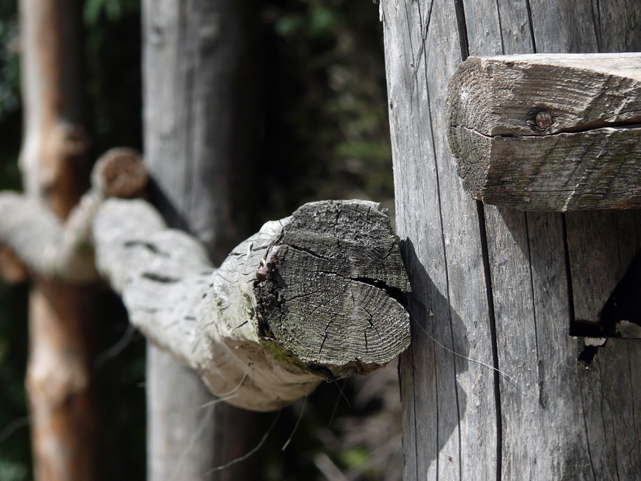 Фото жизнь (light) - smanyshev - Жанр - *****