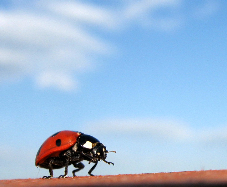 к полету готов!!!