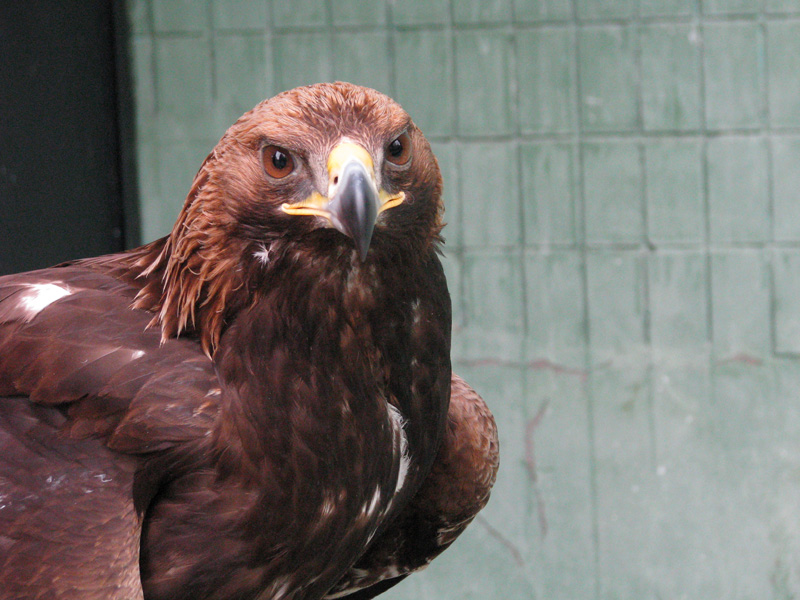 Фото жизнь (light) - Shipovnik - Звери, птицы - Орел в неволе