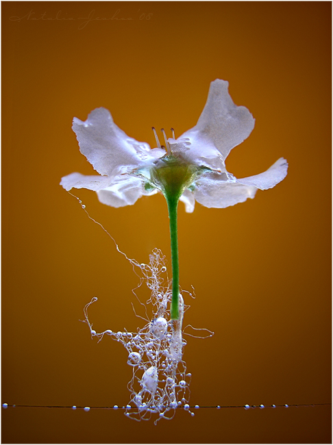 Фото жизнь (light) - Natalia Jeshoa - корневой каталог - Цветок черемухи