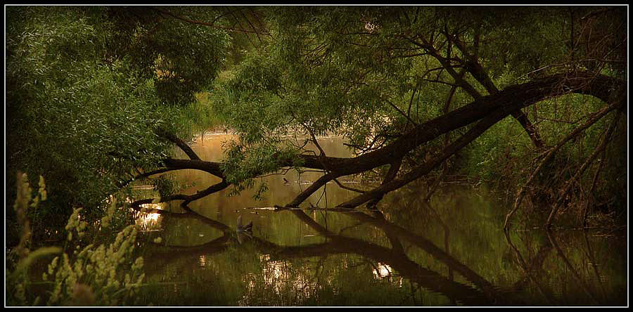 Фото жизнь (light) - DCNick - корневой каталог - сказочная река