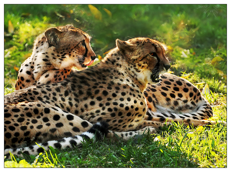 Фото жизнь (light) - Светлана Бескровная - хищно - Киски, ну совсем не домашние.